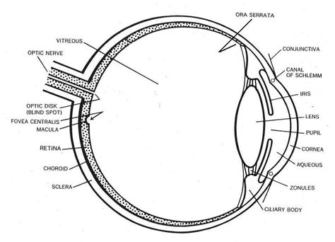 Labeled Diagram of the Eye