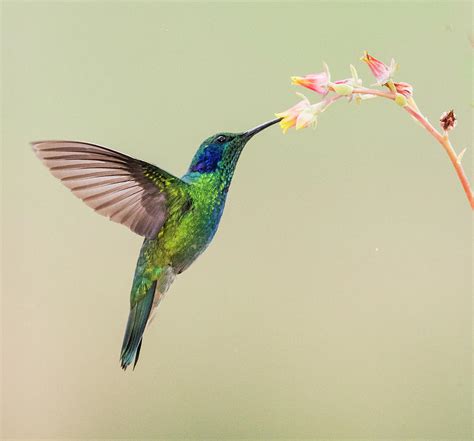 Blue-eared Violet Hummingbird Feeding Photograph by Panoramic Images ...