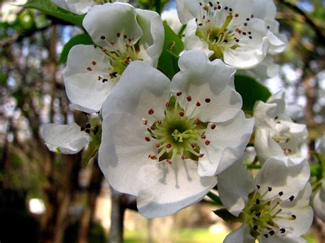 Pear Tree Blossoms 3 Photograph by J M Farris Photography - Fine Art ...