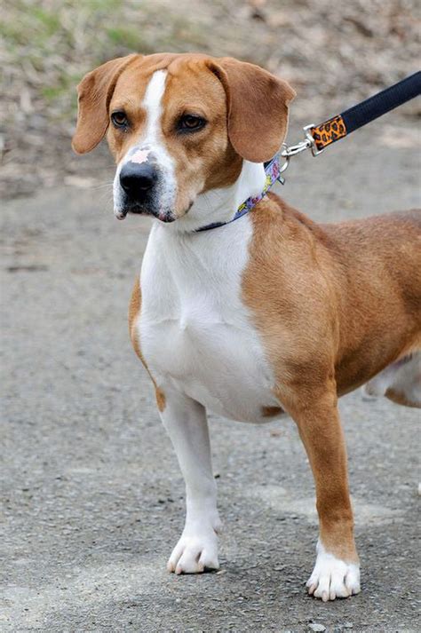 Beagle mix should make good family pet - nj.com