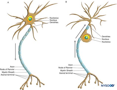 Nerve Axon Diagram