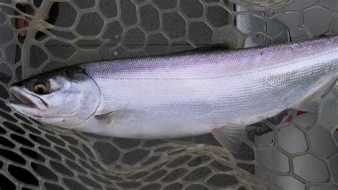 Kokanee - WeSportFish.com