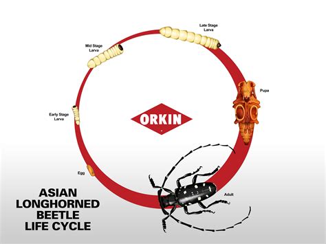 Asian Long-Horned Beetle Life Cycle, Development & Life Stages