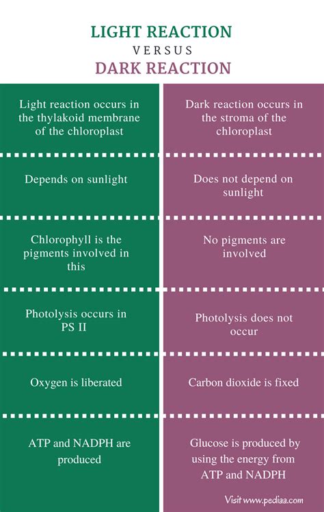 Difference Between Light and Dark Reaction | Definition ...