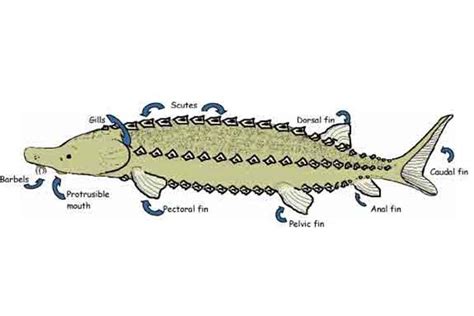 SCUTES Student Resources | NOAA Fisheries