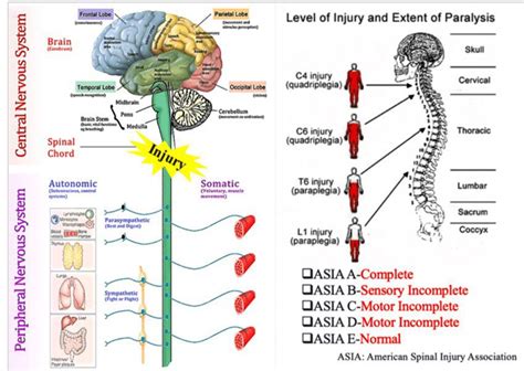 Non-Traumatic Spinal Cord Injury