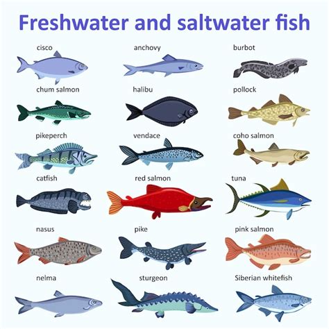 Premium Vector | Freshwater fish and saltwater fish Types and varieties