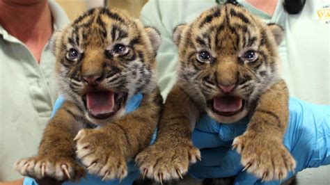 Endangered tiger cubs born at zoo — and, yes, they're adorable - Sun ...