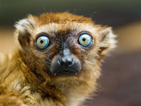 The eyes of the Sclater's lemur | A nice portrait of the fem… | Flickr