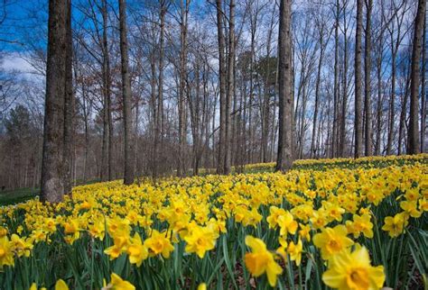 Daffodils at Gibbs Gardens | Daffodils, Garden, Flowers photography