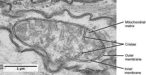 5.12: Mitochondria and Chloroplasts - Biology LibreTexts