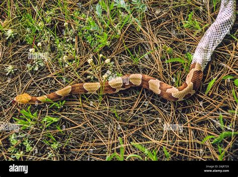 Copperhead snake shedding its skin; Agkistrodon contortrix Stock Photo ...