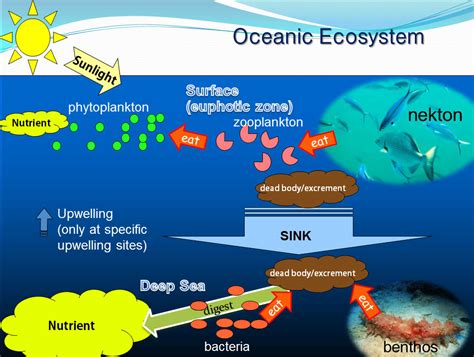 Chemosynthesis diagram - eyeofthedaygdc.web.fc2.com