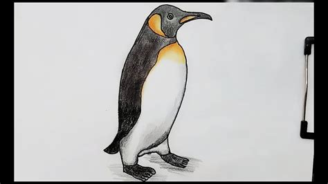 How To Draw A Penguin Realistic Easy / Drawing a penguin is fun because ...