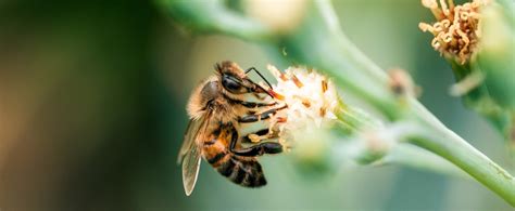 In Situ Replication Of Honey Bee Colony Collapse Disorder - Faunalytics