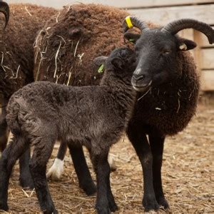 Readers’ guide to the “Lambing” categories : The Soay Sheep Chronicles