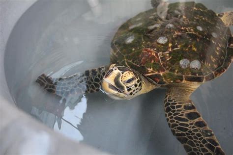 Hybrid turtle possible first in Australia - Australian Geographic