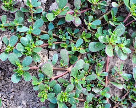 Foraging Purslane: Identification, Look-alikes, and Uses