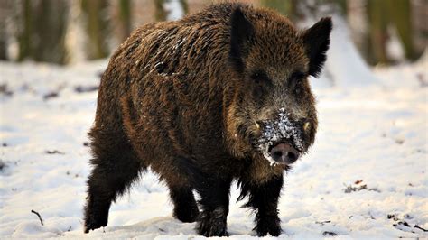 Wild boar hunting / SiberianHunt