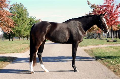 belgian warmblood | Fotografía