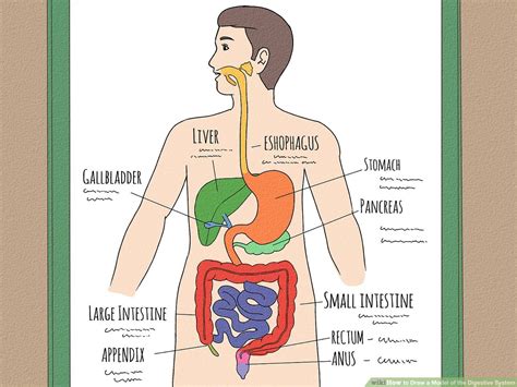 Simple Digestive System Coloring Pages