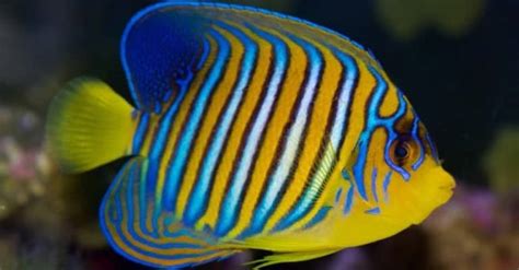 Angelfish Pictures - AZ Animals