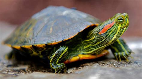 Red Eared Slider Turtle for sale online baby red ear slider turtles for ...