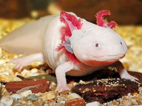 16 Axolotl Facts for Kids to Learn Something New – Facts For Kids