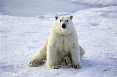 Life In The North: Arctic Animals | HuffPost UK News