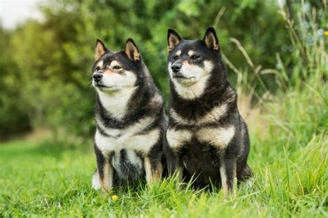 All the Shiba Inu colors explained (with pictures!) - DogsPlanet.com