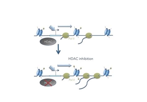 Transcriptional coregulators and histone acetylation - Department of ...