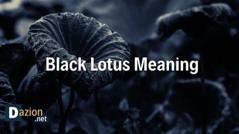 Black Lotus Meaning -Spiritual Power and Symbolism - Daizon - Your ...