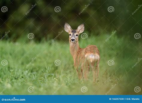 Roe deer fawn stock photo. Image of fauna, cute, wildlife - 166357330