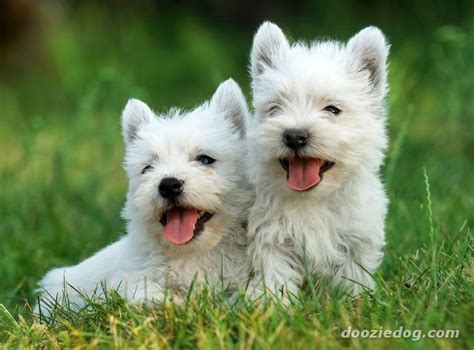 🔥 [50+] Free Westie Dog Wallpapers | WallpaperSafari