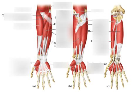 elbow muscles Diagram | Quizlet