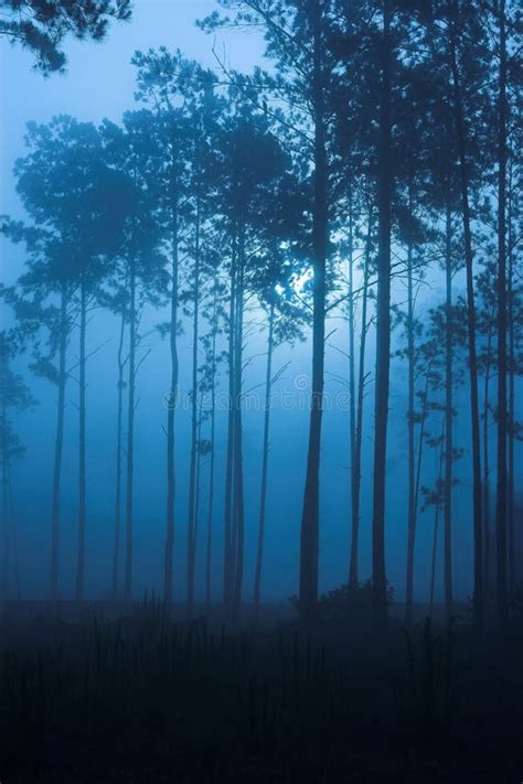 Spooky Fog Filled Forest Night Stock Image - Image of spooky, cool: 2518279