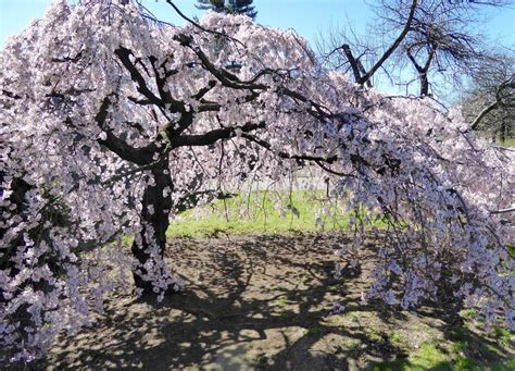 Weeping Cherry Tree Care » Tips for Happy & Healthy