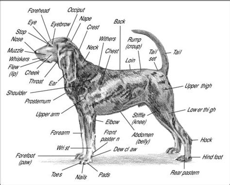 Dog Lips Anatomy - Infoupdate.org