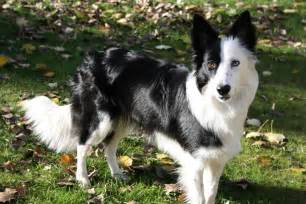 Border collie | Delta Mascota