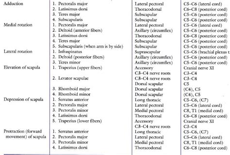 Movements, Manual Muscle Testing & Goniometry - Shoulder complex