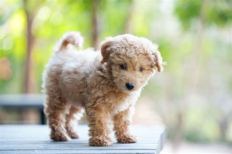 Büyümeyen Köpek Cinsleri Nelerdir?