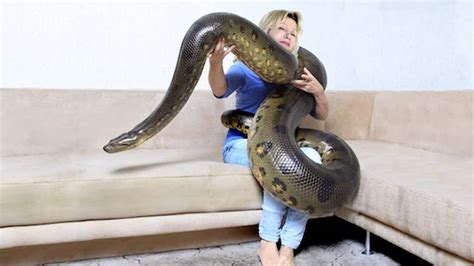 Anaconda Snake facts, fights, size, length and attacks