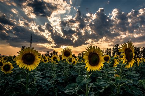 Download Flower Summer Cloud White Flower Nature Sunflower HD Wallpaper