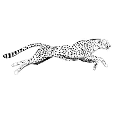 Drawing Of A Cheetah Running – Warehouse of Ideas