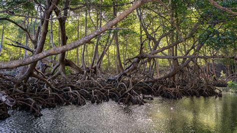 Mangrove Tree Leaves