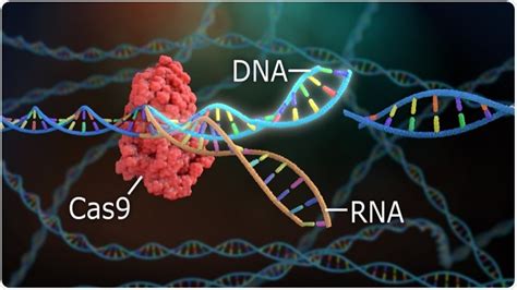 Gene-editing could shorten life instead of prolonging, suggests new study