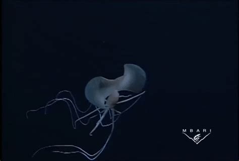 Impressive Deep Sea Footage Of Extra Long Squid Magnapinna Going On The ...