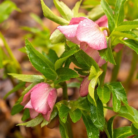 Lenten Rose - Helleborus orientalis - Lewis Ginter Botanical Garden