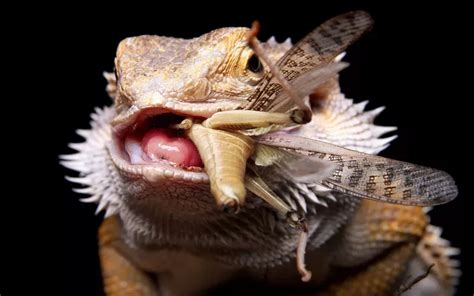 Bearded Dragon Diet: Complete Guide to Bearded Dragon Food - Reptile Jam