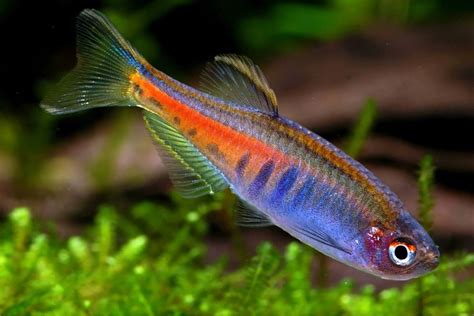 Glowlight Danio – Mainland Aquarium